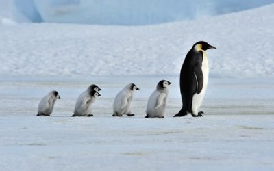 Why you should walk like a penguin when it’s rainy, icy or snowy